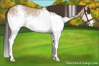 Horse Color:White Spotted Bay Dun Sabino Rabicano
