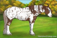 Horse Color:White Spotted Chestnut Splash Blanket Rabicano