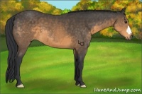 Horse Color:Buckskin 