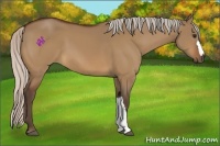 Horse Color:Silver Bay Dun 