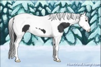 Horse Color:Black Splash Tobiano