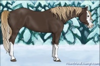 Horse Color:Liver Chestnut Splash