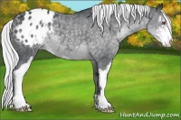 Horse Color:Silver Black Chinchilla Sabino Appaloosa 