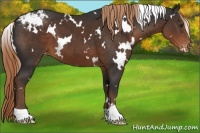 Horse Color:White Spotted Liver Chestnut Appaloosa 