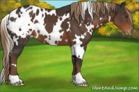 Horse Color:White Spotted Liver Chestnut Blanket 
