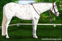 Horse Color:Perlino Appaloosa
