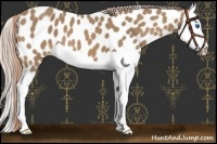 Horse Color:Palomino Splash Near Leopard