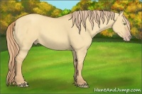 Horse Color:Gold Champagne Dun 