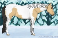 Horse Color:Buckskin Dun Tobiano