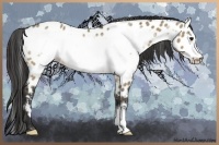 Horse Color:Brown Dun Frame Appaloosa 
