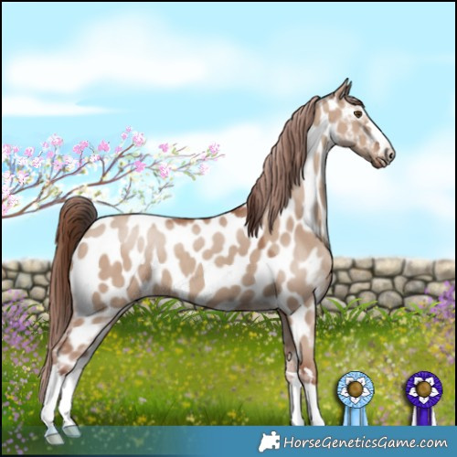 Horse Color:Classic Champagne Dun Appaloosa 