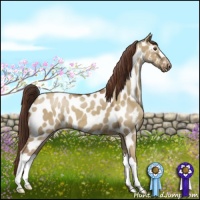 Horse Color:Classic Champagne Dun Appaloosa 