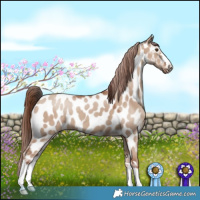 Horse Color:Classic Champagne Dun Appaloosa 