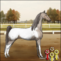 Horse Color:Bay Dun Appaloosa 