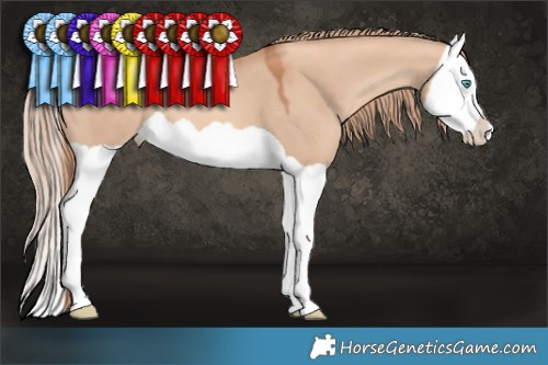 Horse Color:Gold Champagne Dun Splash 