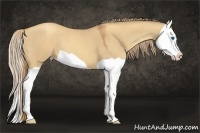 Horse Color:Gold Champagne Dun Splash 
