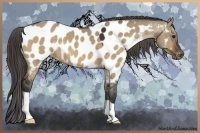 Horse Color:Brown Dun Near Leopard 