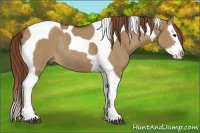 Horse Color:Red Dun Splash Tobiano Rabicano