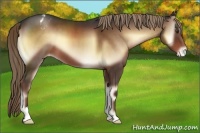 Horse Color:Liver Red Onyx Appaloosa 