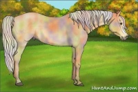 Horse Color:Nacre Silver Buckskin 