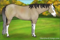 Horse Color:Liver Red Dun Splash 