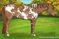 Horse Color:White Spotted Chestnut 