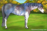 Horse Color:Brown Sabino
