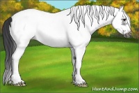Horse Color:White Spotted Black Splash Frame