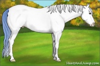 Horse Color:Watercolor White Spotted Bay Dun Splash Appaloosa 