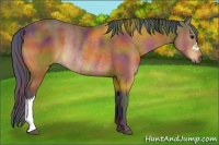 Horse Color:Nacre Bay Rabicano