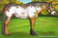 Horse Color:Nacre Bay Frame Rabicano 