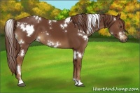 Horse Color:White Spotted Chestnut 