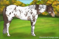 Horse Color:White Spotted Liver Chestnut Blanket Rabicano 