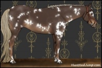 Horse Color:White Spotted Liver Chestnut 