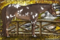 Horse Color:White Spotted Liver Chestnut Rabicano 