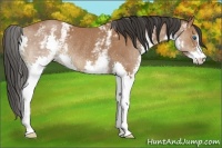 Horse Color:White Spotted Bay Splash Rabicano 