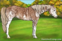 Horse Color:White Spotted Chestnut  and Chestnut Sabino Splash 