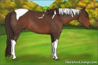 Horse Color:Liver Chestnut Tobiano