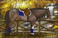 Horse Color:Liver Chestnut 