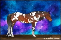 Horse Color:White Spotted Bay Appaloosa
