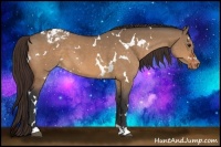Horse Color:White Spotted Brown Dun Appaloosa 