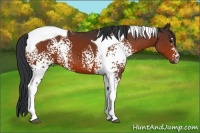 Horse Color:White Spotted Bay Tobiano 