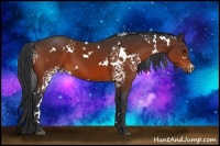 Horse Color:White Spotted Brown 
