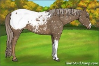 Horse Color:Chocolate Palomino Appaloosa 