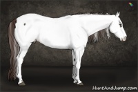 Horse Color:Liver Chestnut Fewspot 