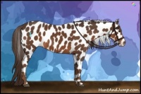 Horse Color:Liver Chestnut Leopard 