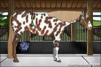 Horse Color:Liver Chestnut Appaloosa