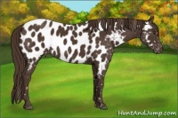 Horse Color:Liver Chestnut Near Leopard 