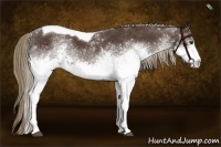 Horse Color:White Spotted Liver Chestnut Tobiano 