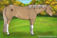 Horse Color:Palomino Tobiano